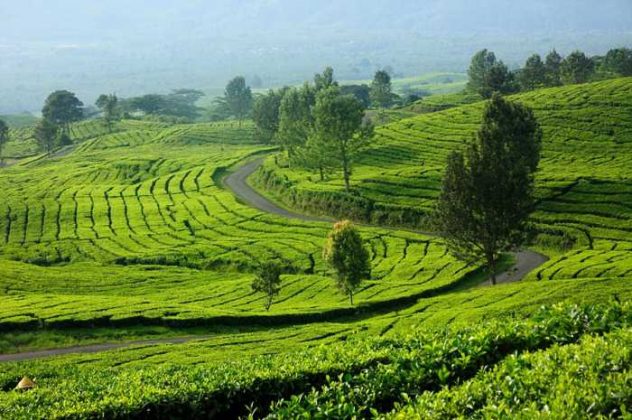 Menjelajahi 8 Objek Wisata di Pagar Alam Terbaik